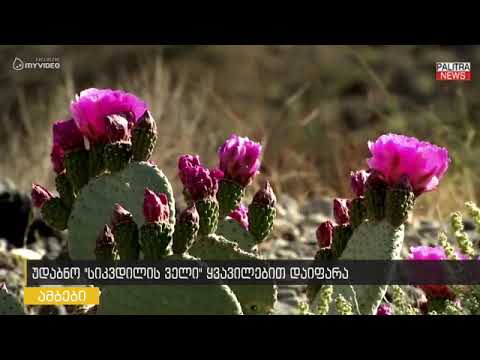 სიკვდილის ველი - ყველაზე ცხელი ადგილი ველური ყვავილებით დაიფარა